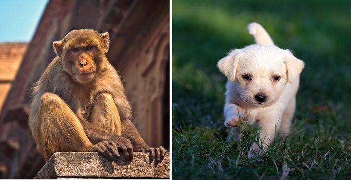 [서울=뉴시스] 이달 18일, '원숭이 사원'으로 유명한 인도 자이푸르시 시장에서 원숭이 한 마리가 강아지를 납치해 도주했다 (사진출처: 픽사베이, 기사 본문과는 무관) 2023.03.23. *재판매 및 DB 금지