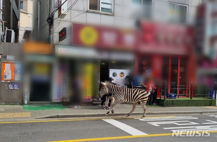 [서울=뉴시스] 서울의 한 어린이대공원에서 탈출한 얼룩말 한 마리가 아차산 인근 주택가를 활보하고 있다.(사진=온라인 커뮤니티 캡처) 2023.03.23 photo@newsis.com