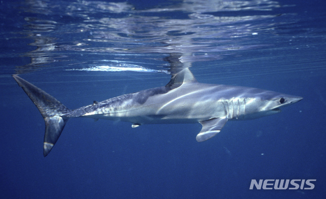 상어한테 물린 채로 180m 헤엄처…목숨 건진 美남성