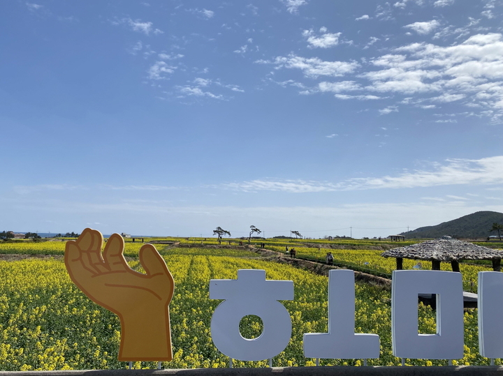 사진은 만개한 호미곶 유채꽃 단지 *재판매 및 DB 금지