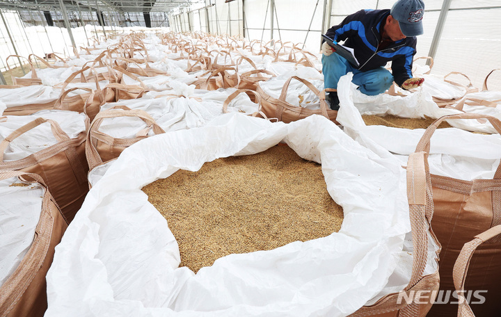 [화성=뉴시스] 김종택 기자 = 경기도 화성시 비봉농협 수라청미곡종합처리장에서 관계자가 수매 후 보관중인 쌀을 살펴보고 있다. 2023.03.23. jtk@newsis.com