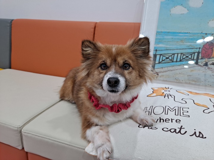 [서울=뉴시스]니코.(사진=서울시 제공) *재판매 및 DB 금지