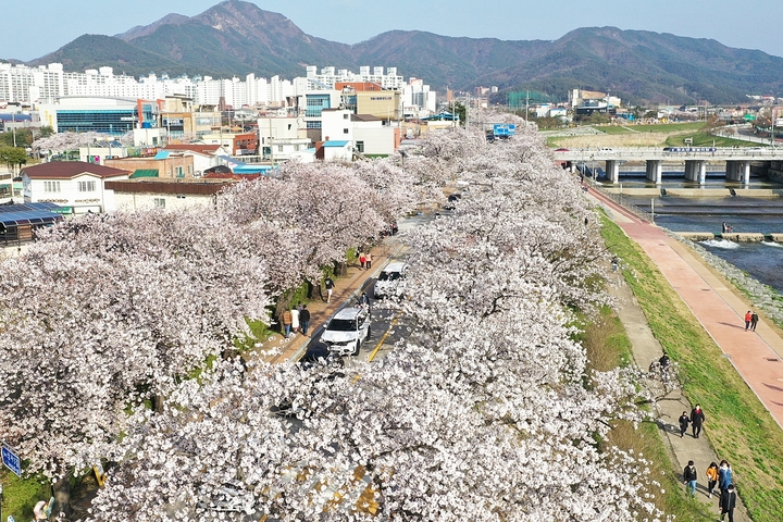 벚꽃이 만개해 터널형태를 이루고 있는 정읍 천변 벚꽃길. *재판매 및 DB 금지