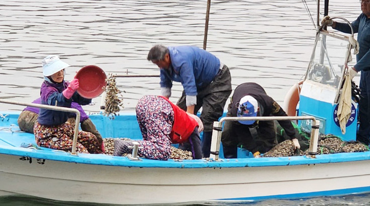 [창원=뉴시스] 강경국 기자 = 경남 창원특례시 마산합포구 어촌 텃밭인 마을어장에서 24일 어민들이 바지락, 개조개 종패를 살포하고 있다. (사진=창원시청 제공). 2023.03.24. photo@newsis.com *재판매 및 DB 금지