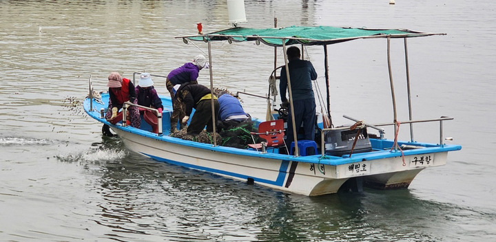 창원시, 어촌 텃밭에 바지락 등 종패 20t 살포