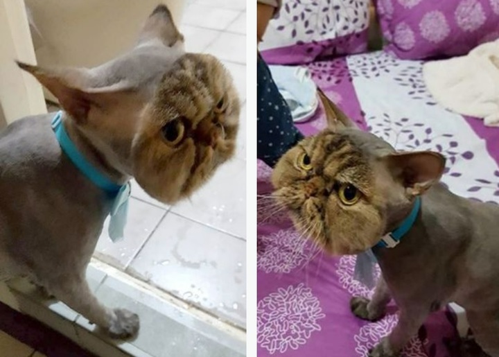 [서울=뉴시스] 중국 집고양이 진진(사진)은 최근 반려동물 미용실에서 '봉변'을 당했다. 요구조건을 잘못 알아들은 미용사는 얼굴털을 제외한 전신의 털을 모두 밀어버렸다 (사진출처: 틱톡 영상 갈무리) 2023.03.24. *재판매 및 DB 금지
