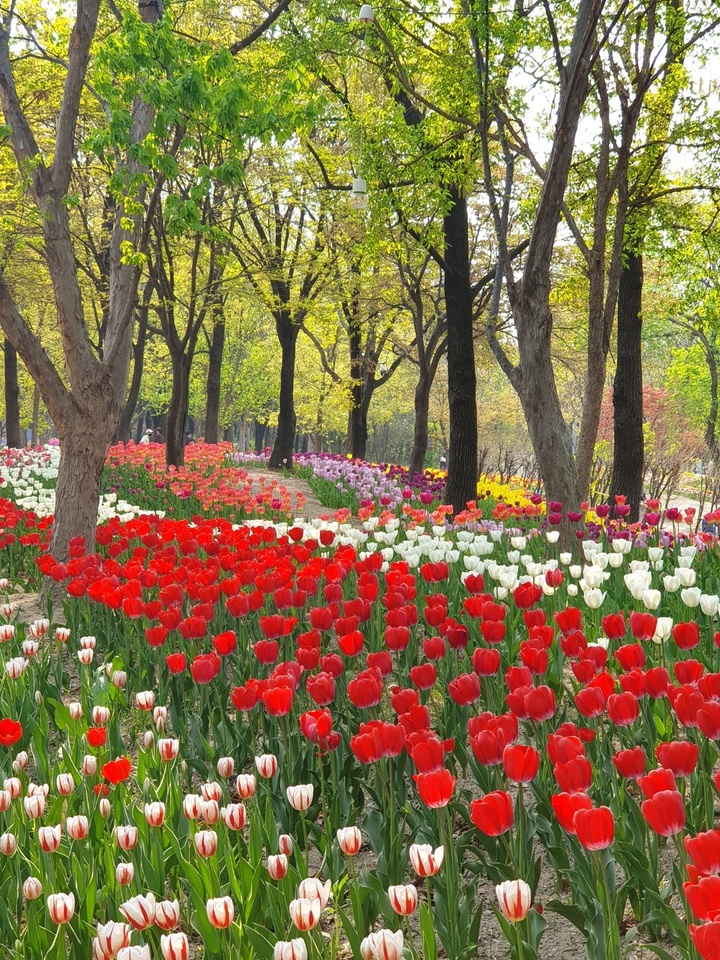 [서울=뉴시스]서울숲 튤립.