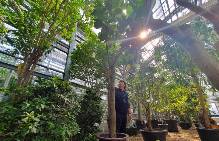 [인천공항=뉴시스] 홍찬선 기자 = 지난 21일 인천공항 제2보육온실에서 박남영 인천공항시설관리 조경시설 부장이 나무들을 살펴보고 있다. 2023.03.26. mania@newsis.com *재판매 및 DB 금지