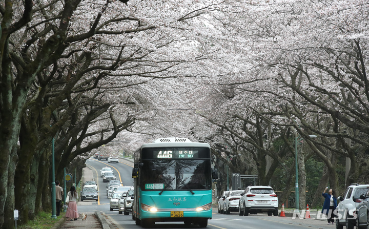 [제주=뉴시스] 우장호 기자 = 흐린 날씨를 보인 지난 24일 오후 제주 도내 대표적인 벚꽃 명소인 제주대학교 앞 가로수길이 꽃구경에 나선 차량 행렬로 북적이고 있다. 2023.03.24. woo1223@newsis.com