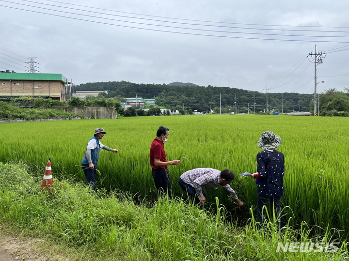 [용인=뉴시스] 용인시기술센터 관계자들이 농가대표 및 농협직원이 벼 재배단지 현장심사를 하고있다