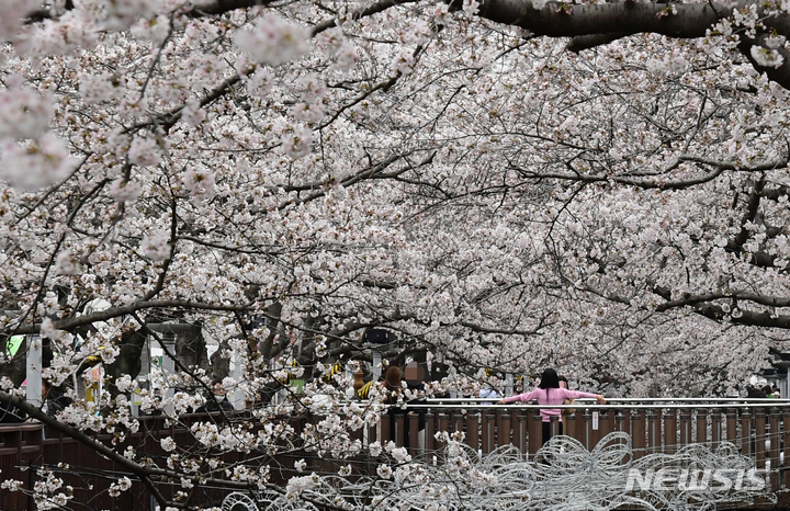 [창원=뉴시스] 차용현 기자 = 진해군항제 개막 이틀째인 26일 오전 경남 창원시 진해구 여좌천 일대에는 활짝 꽃망울을 터뜨린 벚꽃이 상춘객을 유혹하고 있다. 진해군항제는 4월3일까지 진해구 충무동, 여좌동 일원에서 개최된다. 2023.03.26. con@newsis.com