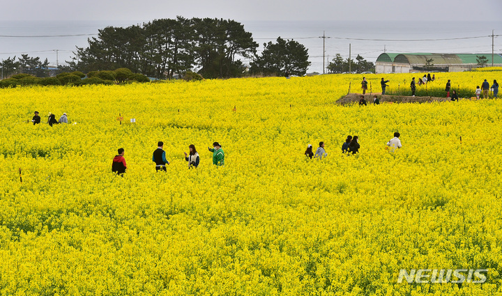 [포항=뉴시스] 이무열 기자 = 26일 오후 경북 포항시 남구 호미곶 해맞이광장 인근 유채꽃 밭을 찾은 나들이객들이 봄 정취를 만끽하고 있다. 2023.03.26. lmy@newsis.com