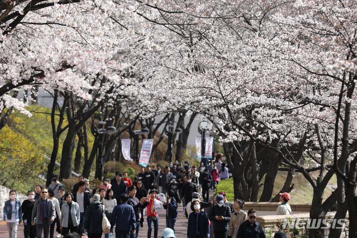 [서울=뉴시스] 권창회 기자 = 지난 26일 오전 서울 송파구 석촌호수에 벚꽃이 피어있다. 2023.03.27. kch0523@newsis.com