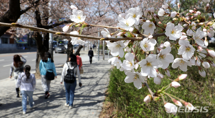 [서울=뉴시스] 고범준 기자 = 포근한 봄 날씨가 이어지는 26일 서울 영등포구 여의동로 보행길에 벚꽃이 피어 있다. 2023.03.26. bjko@newsis.com
