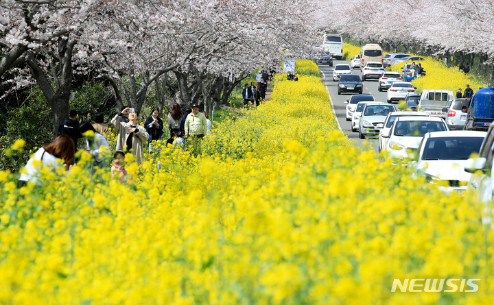 [서귀포=뉴시스] 우장호 기자 =맑은 날씨를 보인 지난 26일 오후 제주 도내 대표적인 봄꽃 명소인 서귀포시 표선면 녹산로에 벚꽃과 유채꽃을 감상하려는 상춘객들의 발걸음이 이어지고 있다. 2023.03.26. woo1223@newsis.com
