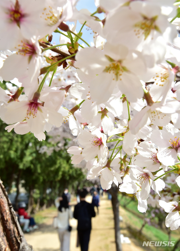 [대구=뉴시스] 이무열 기자 = 26일 오후 대구 동구 금호강변 둔치에서 시민들이 벚꽃길을 산책하고 있다. 2023.03.26. lmy@newsis.com