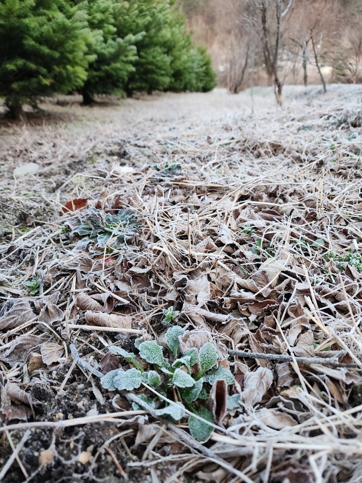 [뉴시스=강릉] 이순철 기자 = 27일 강원 강릉시 왕산면 일대에 아침 기온이 전날보다 8℃~10℃ 떨어지면서 서리가 내렸다.&nbsp; *재판매 및 DB 금지