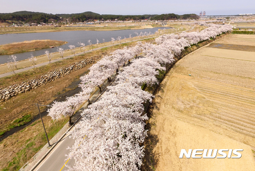 볒꽃 사진.뉴시스DB *재판매 및 DB 금지