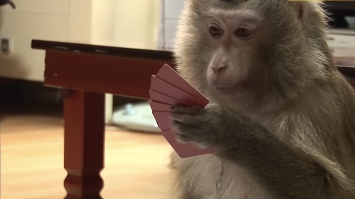 [서울=뉴시스] 원숭이 재순이가 주인아저씨와 화투 치는 장면(사진=애니멀포유 캡처) 2023.03.27. photo@newsis.com *재판매 및 DB 금지