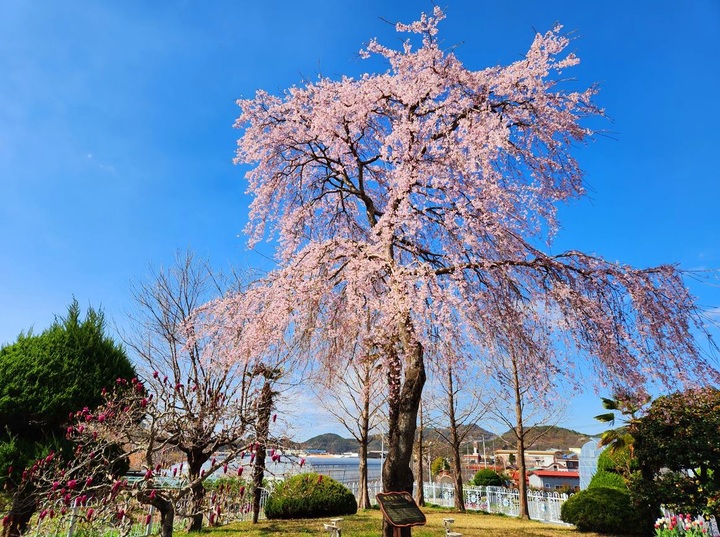 [창원=뉴시스] 강경국 기자 = 경남 창원시 진해구 농업기술센터 도시농업과 앞에 보존 중인 수양벚나무가 만개해 아름다운 자태를 뽐내고 있다. (사진=창원시청 제공). 2023.03.27. photo@newsis.com *재판매 및 DB 금지