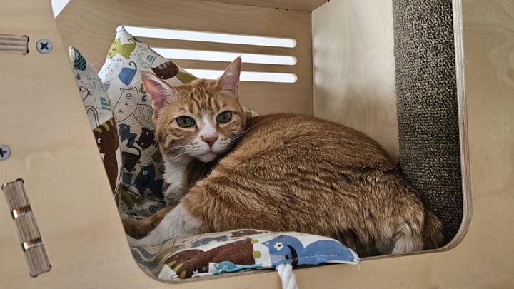 [서울=뉴시스] 강운지 리포터 = 유튜브 채널 '아리랑은 고양이 내가 주인'에 출연하는 반려묘 '아리' 2023.03.22. kuj0102@newsis.com *재판매 및 DB 금지