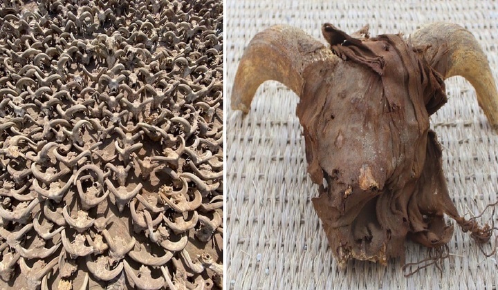 [이집트=뉴시스] 미국 뉴욕대학 고고학팀이 25일 람세스 2세 신전에서 2000개 이상의 양 머리 미라를 발굴했다. 고고학팀은 해당 미라 외에도 6왕주 당시 건축된 것으로 추정되는 대형 건축물 역시 발굴했다 (사진출처: 이집트 관광유물부 보도자료 갈무리) 2023.03.27. *재판매 및 DB 금지