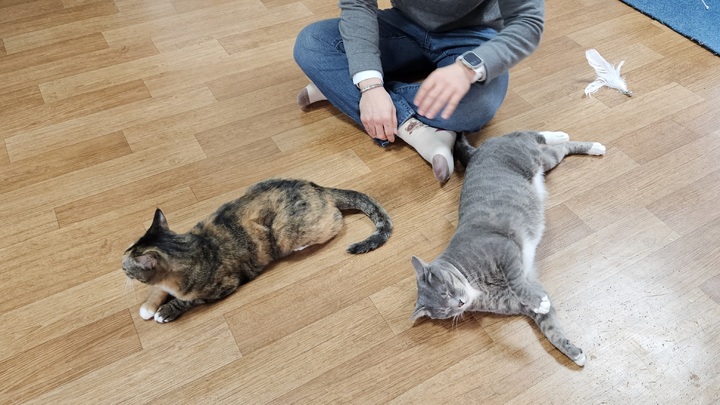 [서울=뉴시스] 강운지 리포터 = 반려묘 '리랑'과 '아랑' 2023.03.22. kuj0102@newsis.com *재판매 및 DB 금지