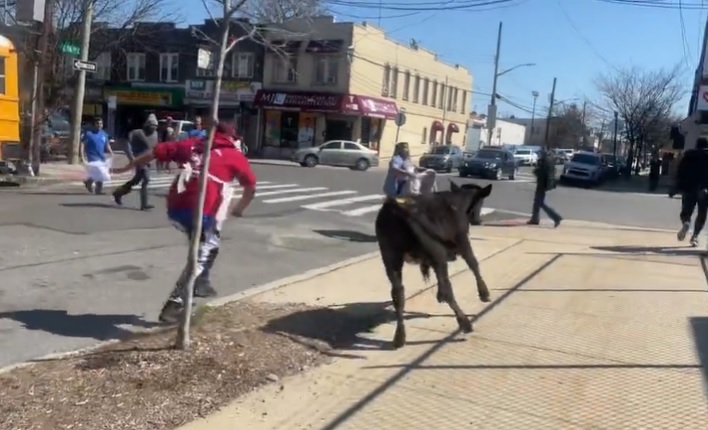 [뉴욕=뉴시스] 지난 22일(현지시간), 검은 소 한 마리가 미국 뉴욕 록커웨이가(街) 도살장에서 탈출했다. 소는 도주 끝에 붙잡혔으나, 이후 도살장 대신 동물 보호구역으로 보내졌다 (사진출처: 트위터 갈무리) 2023.03.27. *재판매 및 DB 금지