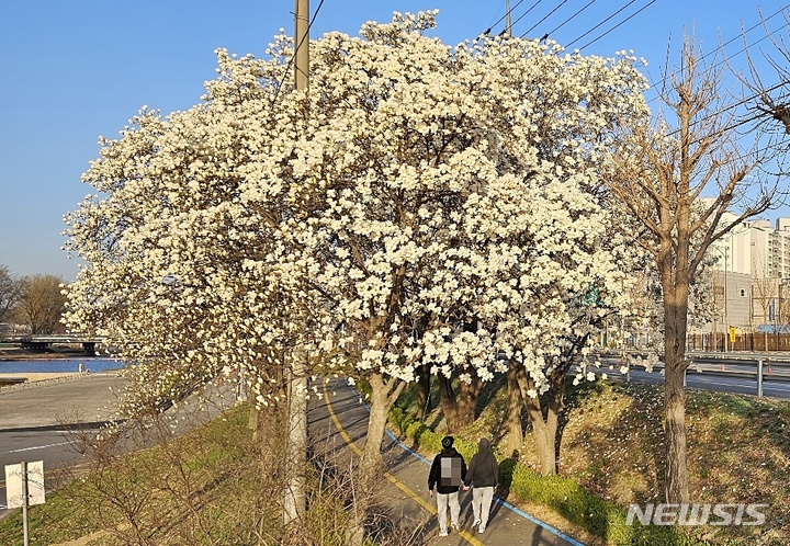 [증평=뉴시스] 강신욱 기자 = 27일 충북 증평군 증평읍 보강천 변에 증평군 상징 꽃인 백목련이 활짝 피어 봄소식을 전하고 있다. 2023.03.27. ksw64@newsis.com