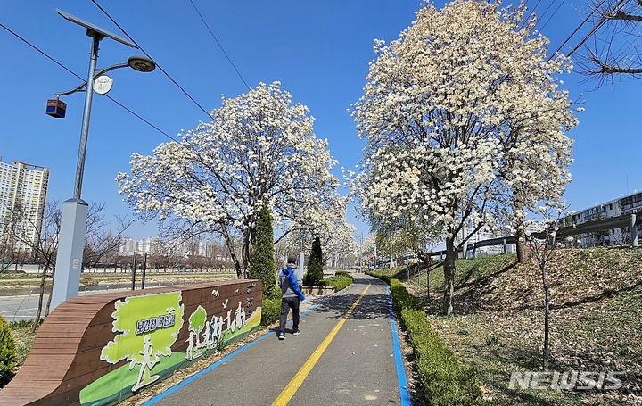 [증평=뉴시스] 강신욱 기자 = 27일 충북 증평군 증평읍 보강천 변에 증평군 상징 꽃인 백목련이 활짝 피어 봄소식을 전하고 있다. 한 주민이 보강천 목련길을 지나고 있다. 2023.03.27. ksw64@newsis.com 