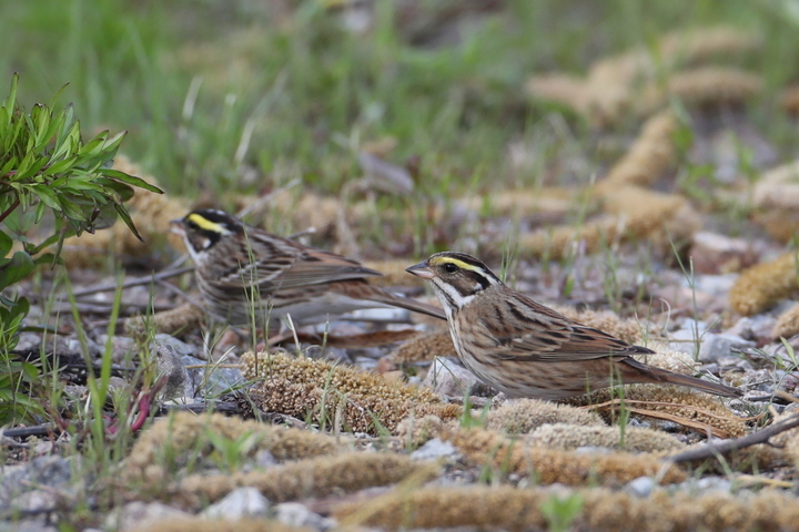  *재판매 및 DB 금지