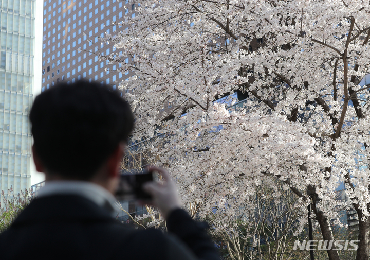 [서울=뉴시스] 김금보 기자 = 꽃샘추위가 찾아온 27일 오전 서울 종로구 거리에서 이동하던 시민들이 발걸음을 멈추고 벚꽃 사진을 촬영하고 있다. 2023.03.27. kgb@newsis.com