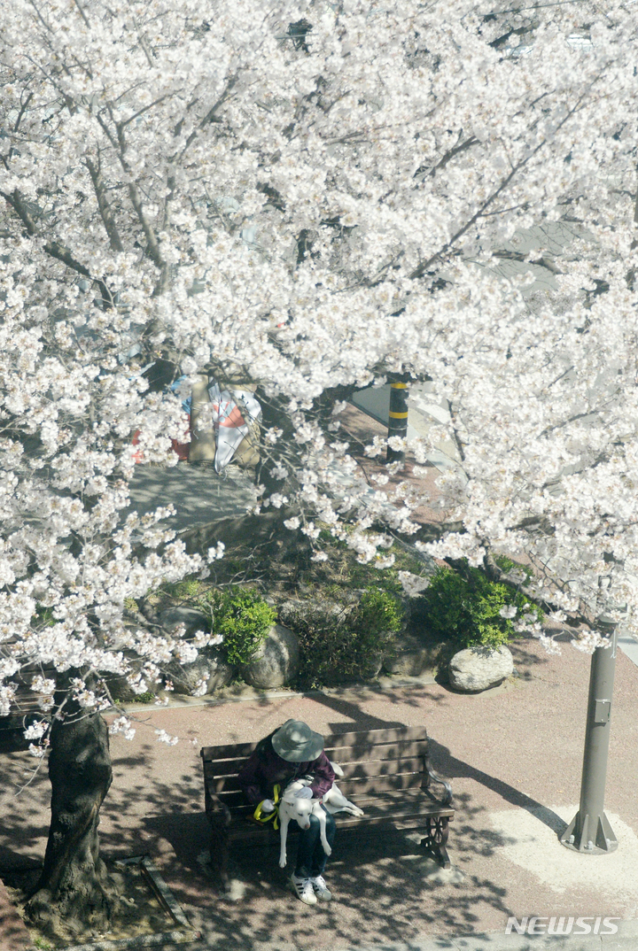 [전주=뉴시스] 김얼 기자 = 완연한 봄 날씨가 이어지고 있는 27일 전북 전주시 덕진구 벚꽃로에 벚꽃이 만개해 있다. 2023.03.27. pmkeul@nwsis.com