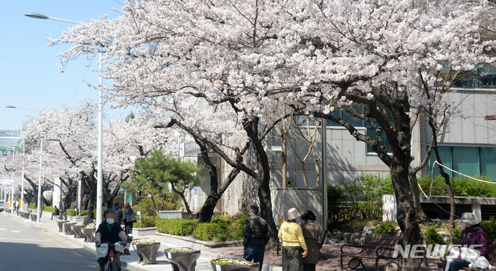 [전주=뉴시스] 김얼 기자 = 완연한 봄 날씨가 이어지고 있는 지난 27일 전북 전주시 덕진구 벚꽃로에 벚꽃이 만개해 있다. 2023.03.27. pmkeul@nwsis.com