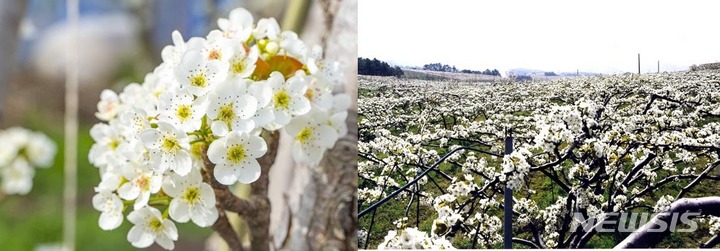 [나주=뉴시스] 전남 나주에서 오는 4월 8~9일 이틀간 '2023년 나주 배꽃 대향연'이 열린다. (사진=나주시 제공) 2023.03.27. photo@newsis.com