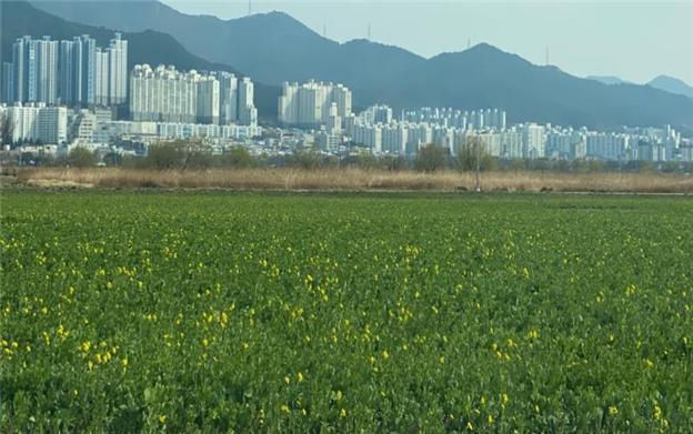 [부산=뉴시스] 2023년 낙동강유채꽃 축제가 생육부진과 고사 등으로 분위기 조성이 어려워 취소됐다. 지난 3월 22일 현장 모습(사진=부산시 제공) *재판매 및 DB 금지