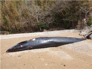 [부산=뉴시스] 전북 부안군 변산면 하섬 해변에 떠밀려온 보리고래. (사진=수과원 제공) *재판매 및 DB 금지