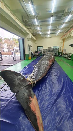 [부산=뉴시스] 국립수산과학원 고래연구센터 측정조사실에 이송된 보리고래. (사진=수과원 제공) *재판매 및 DB 금지