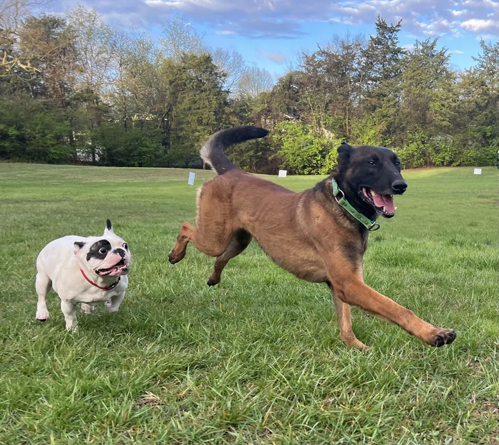 [서울=뉴시스] '악마견' 랄피는 다른 반려견에 대한 공격성을 낮추는 6주간의 특별 훈련을 받고 입양됐다. 위 사진은 입양자 제이슨이 랄피의 소식을 소셜미디어 페이스북에 올린 모습. (사진출처 :&nbsp; 페이스북 '랄피더데몬도그' 갈무리)2023.03.28&nbsp; *재판매 및 DB 금지