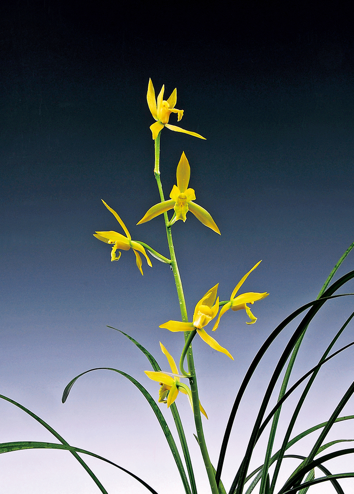 [대전=뉴시스] 일경구화 전시회 출품작 *재판매 및 DB 금지