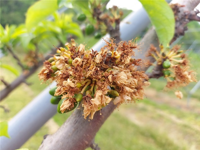 [안동=뉴시스] 서리 피해 자두꽃 *재판매 및 DB 금지