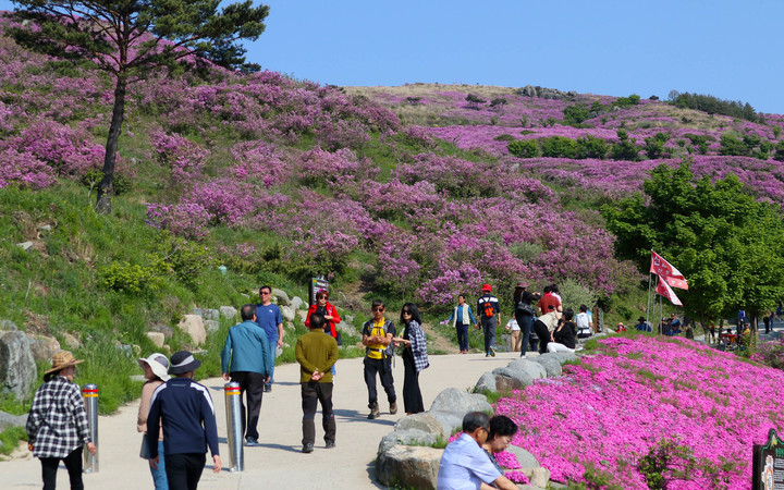 [산청=뉴시스] 산청 황매산철쭉제 인파. *재판매 및 DB 금지