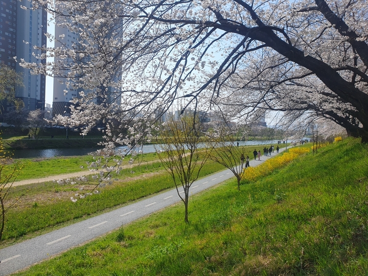 [광주=뉴시스] 광주 서구 동천동 앞 광주천 봄꽃. (사진 = 광주시 제공) *재판매 및 DB 금지