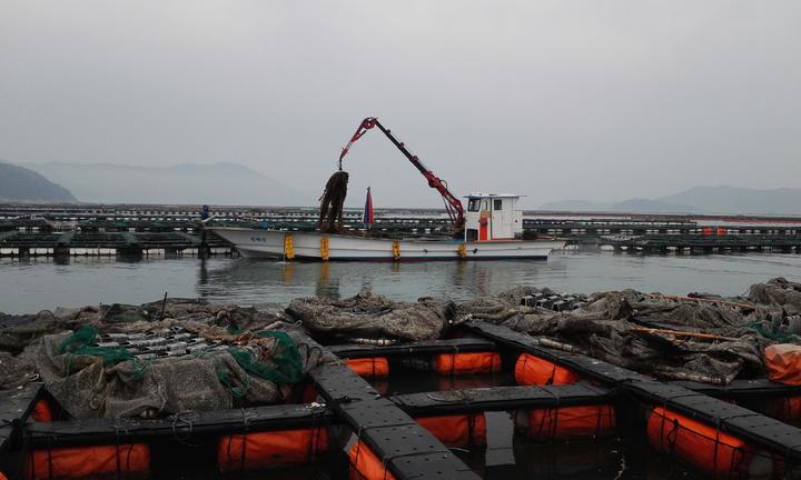 [부산=뉴시스] 전복 가두리양식장에서 관리선을 이용해 전복의 먹이인 다시마를 공급하고 있는 장면. (사진=수과원 제공) *재판매 및 DB 금지
