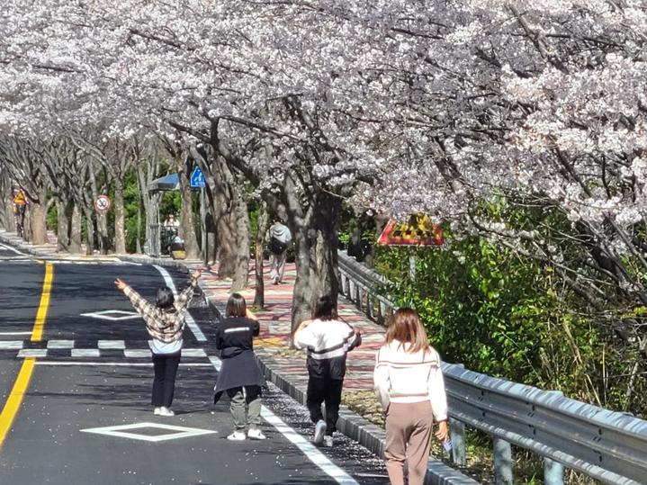 전남대 여수캠퍼스 활짝핀 벚꽃 *재판매 및 DB 금지