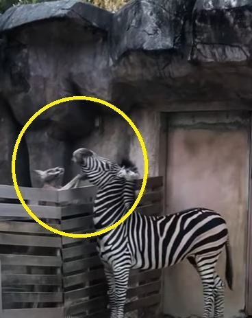 얼룩말 '세로'가 캥거루에게 맞고 있는 모습. 사진 유튜브 채널 '영석쓰' 캡처 *재판매 및 DB 금지