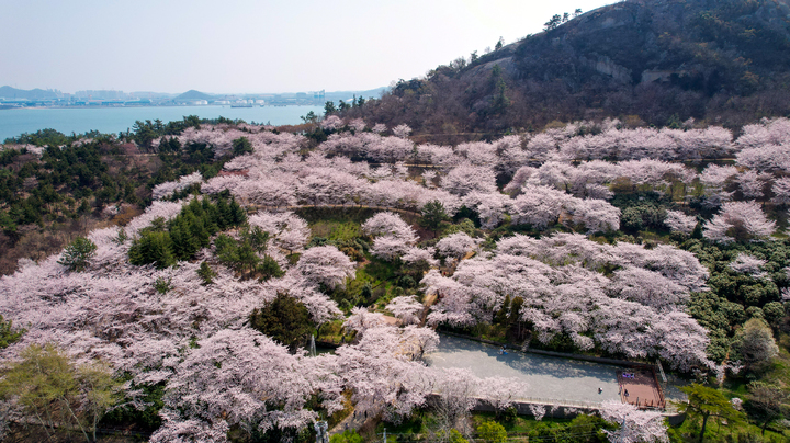 [목포=뉴시스] 벚꽃 핀 입암산. *재판매 및 DB 금지