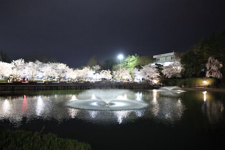 [포항=뉴시스] 강진구 기자 = 포스코는 포항제철소 건설 초기인 지난 1969년 귀빈 숙소로 문을 연 대잠동 영일대호텔 인근이 '시민들의 벚꽃 명소'로 탈바꿈했다고 29일 밝혔다. 사진은 포스코 영일대 호수공원 벚꽃 야경.(사진=포스코 제공) 2023.03.29.photo@newsis.com *재판매 및 DB 금지