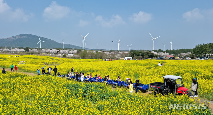 [서귀포=뉴시스] 우장호 기자 = 포근한 날씨를 보이는 29일 오후 제주 서귀포시 표선면 가시리 조랑말체험공원 유채꽃광장을 찾은 관광객들이 깊어가는 봄 정취를 만끽하고 있다. 2023.03.29. woo1223@newsis.com