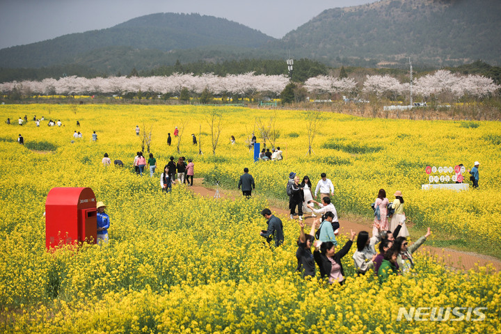 [서귀포=뉴시스] 우장호 기자 = 제주 서귀포시 표선면 가시리 조랑말체험공원 유채꽃광장을 찾은 관광객들. 2023.03.29. woo1223@newsis.com